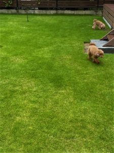 芝で遊ぶ犬の写真